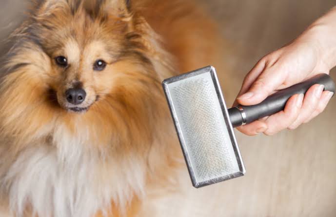 長毛犬のブラッシング〜スリッカーとコームの違い