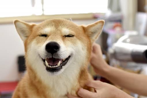 お家でできる!犬の簡単お手入れ