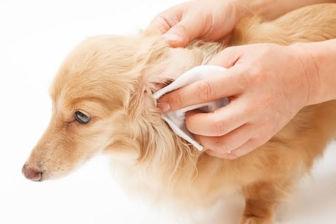 お家でできる！犬の簡単お手入れ