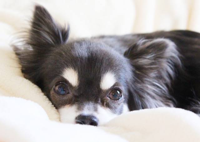 お家でできる！犬の簡単お手入れ