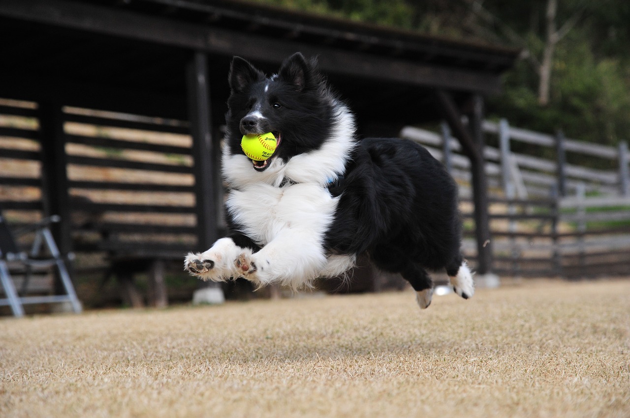 運動の秋!室内や屋外で楽しめる犬との遊び