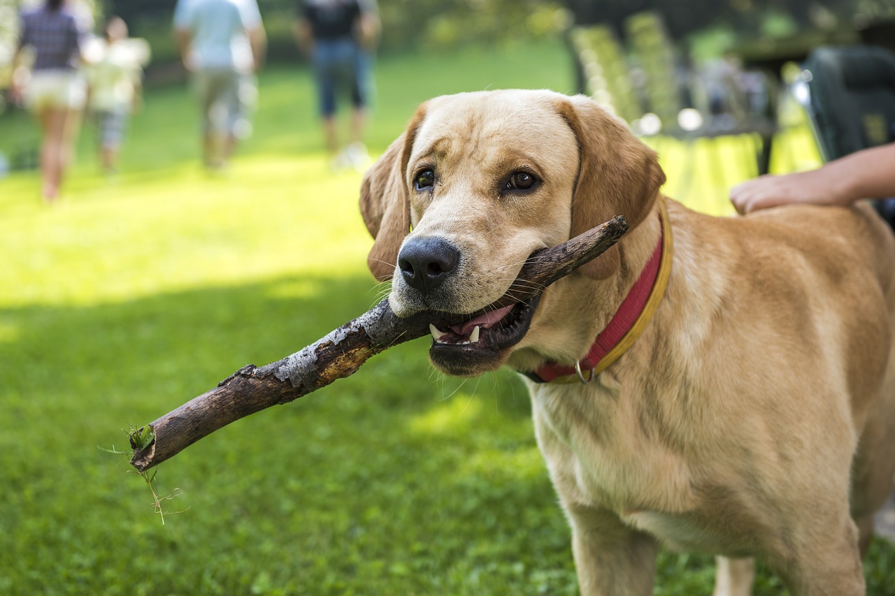 運動の秋!室内や屋外で楽しめる犬との遊び