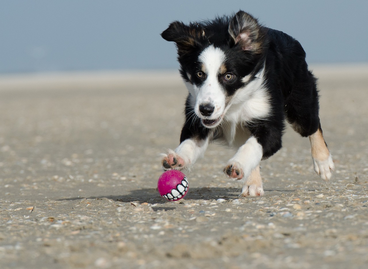 運動の秋!室内や屋外で楽しめる犬との遊び