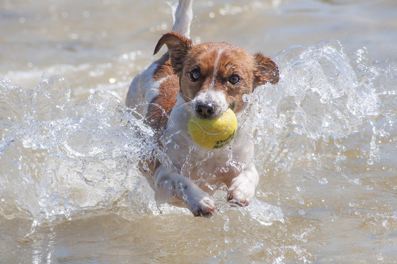運動の秋！室内や屋外で楽しめる犬との遊び