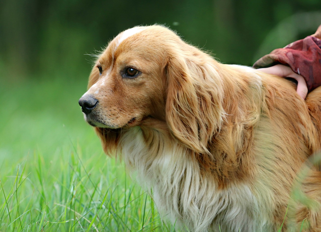 秋の生活は危険もいっぱい！愛犬の身を守るためにできること