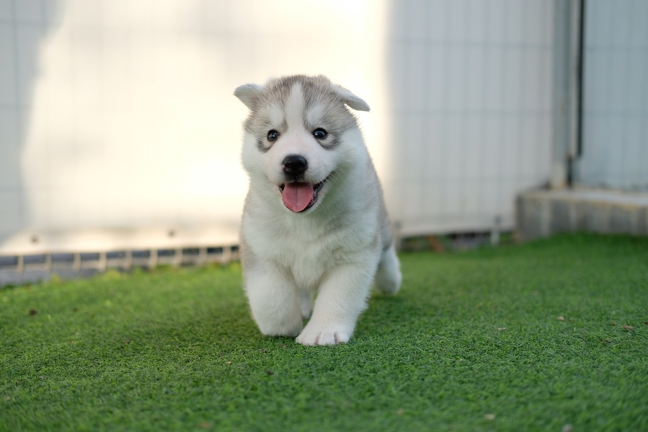 秋の生活は危険もいっぱい！愛犬の身を守るためにできること