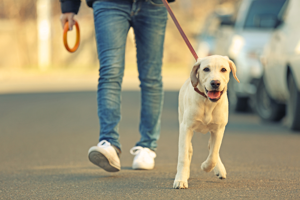 ペットシッターに依頼する時の注意点。中型犬・大型犬版