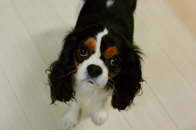 犬の外耳炎。症状や予防法、なりやすい犬種まで合わせてご紹介