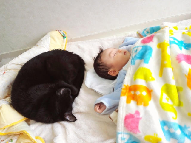 猫と赤ちゃんは同居できる?同居の際に気をつけたい事や対策を説明!