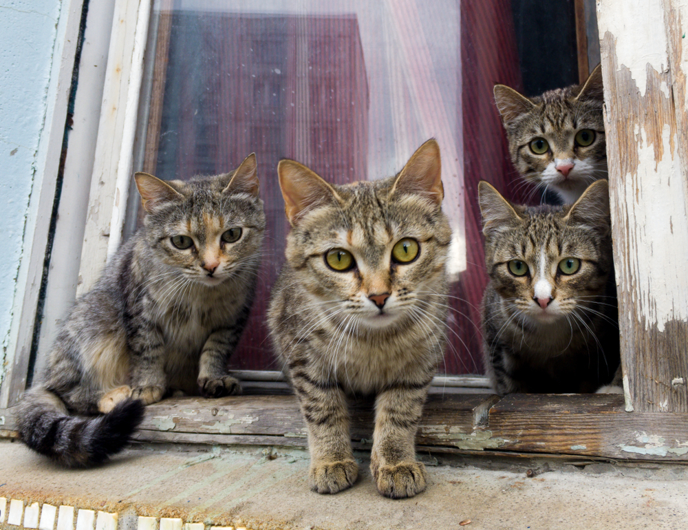 キャットシッターだからできる愛猫に特化したシッティングとは?