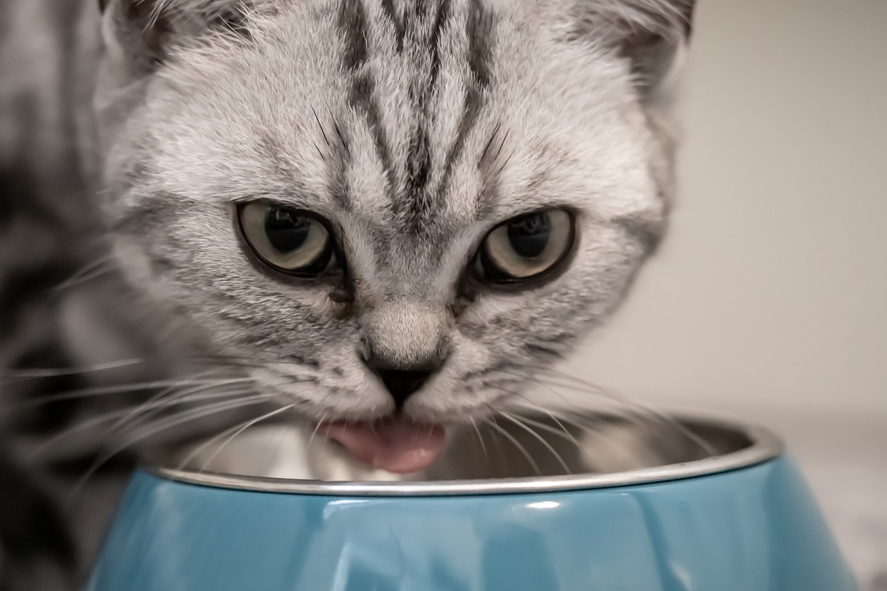 食欲の秋には要注意!? 猫に食べさせてはいけないものとは