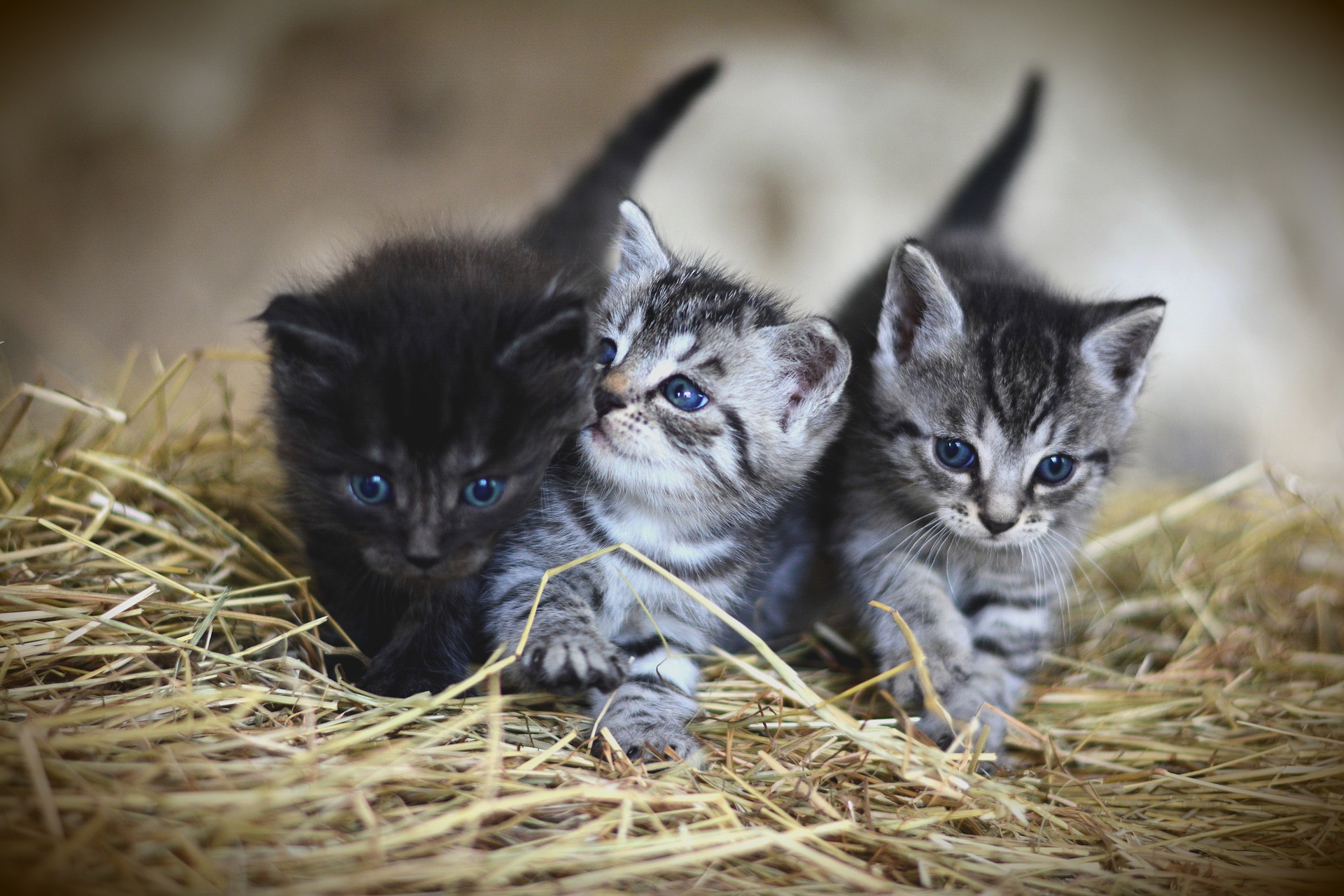 猫の多頭飼いは可能?たくさんの猫ちゃんと暮らすポイント