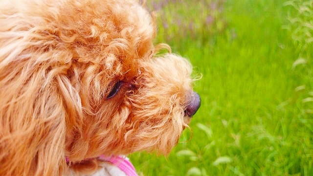 犬の副腎皮質機能低下症の病態と治療法