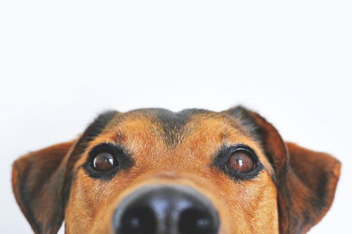 獣医師監修:愛犬の眼が白い?犬の白内障について知りたい!