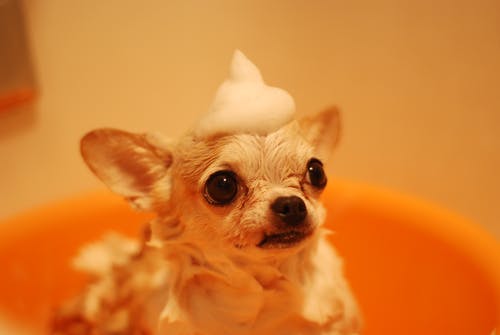 獣医師監修:愛犬の眼が白い?犬の白内障について知りたい!