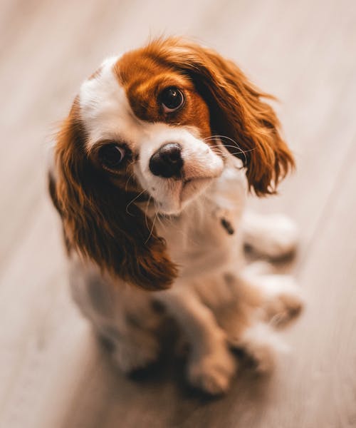 獣医師監修:愛犬の眼が白い?犬の白内障について知りたい!