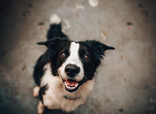 獣医師監修:愛犬の眼が開かない?犬の緑内障について知りたい!