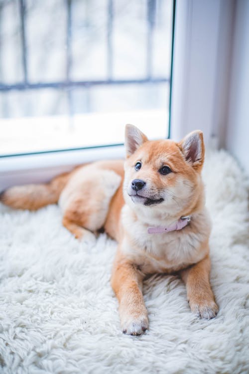 獣医師監修:愛犬の眼が開かない?犬の緑内障について知りたい!