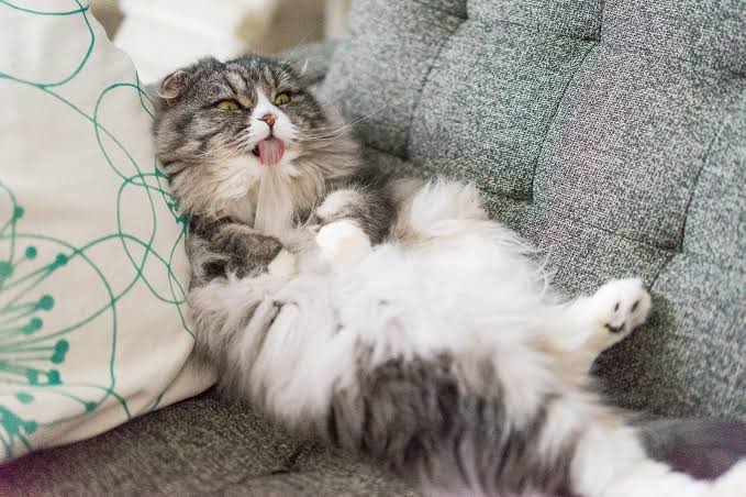 猫もお手入れは必要!家でした方がいいお手入れは