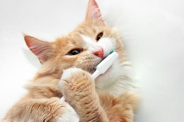 猫もお手入れは必要!家でした方がいいお手入れは