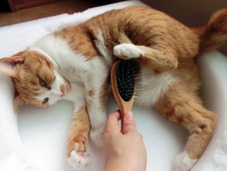 猫もお手入れは必要！家でした方がいいお手入れは