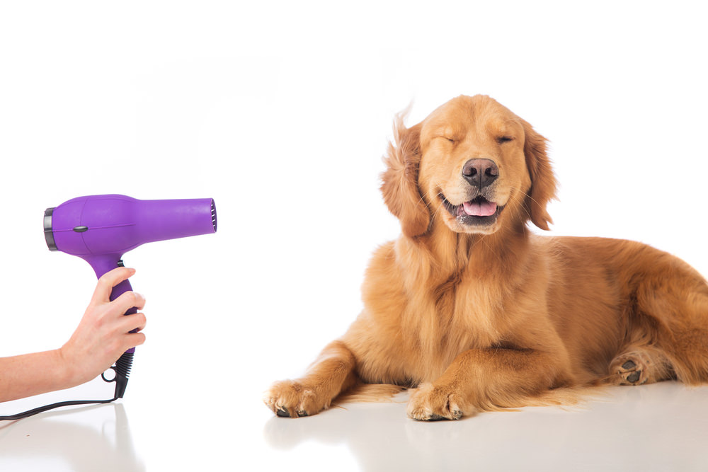 自然乾燥はダメ! 犬の毛を乾かす時の注意点