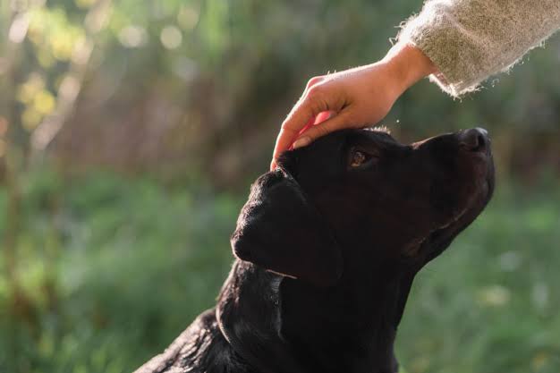 自然乾燥はダメ! 犬の毛を乾かす時の注意点