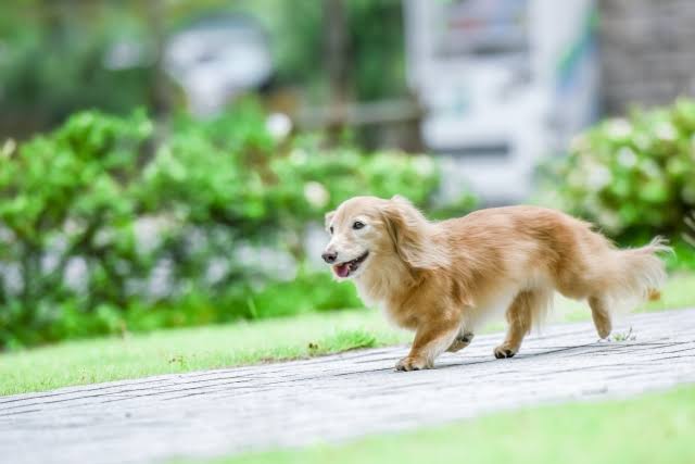 自然乾燥はダメ！ 犬の毛を乾かす時の注意点