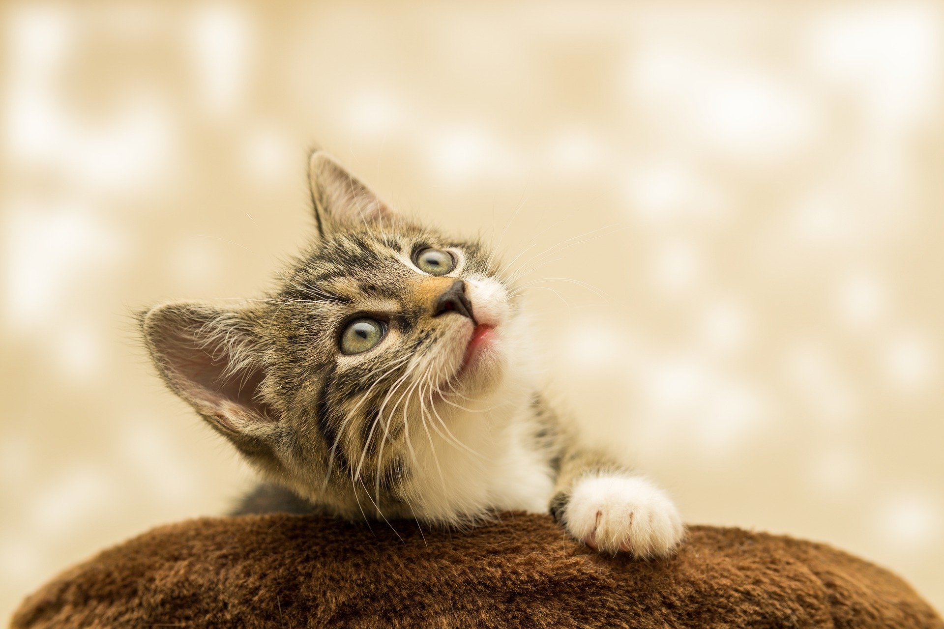 帰省の時はどうする?愛猫を預ける時にしたいこと5選