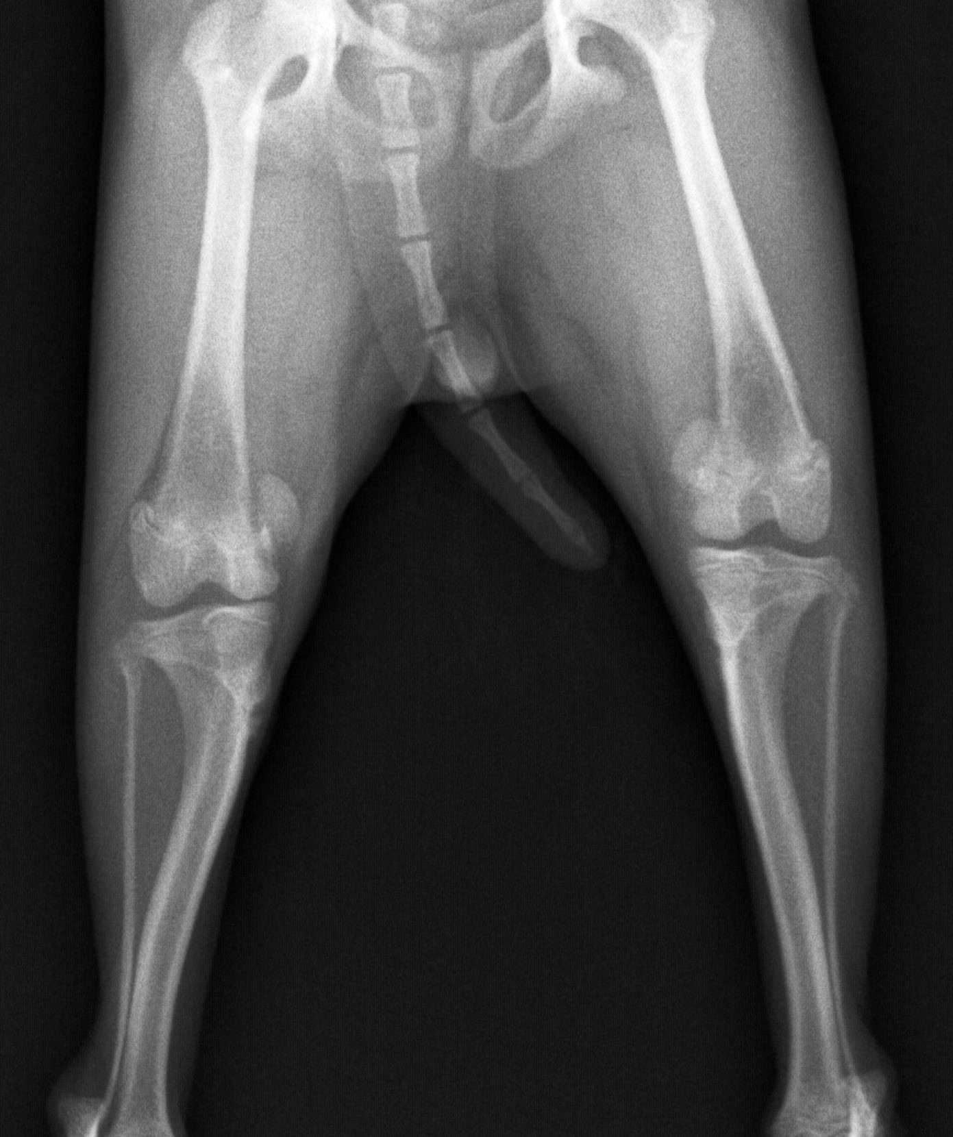 犬の膝蓋骨内方脱臼(パテラ)について