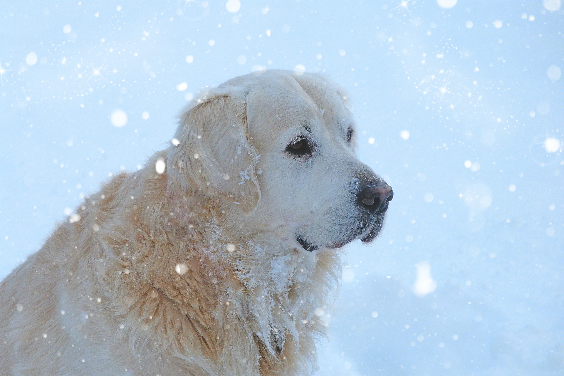 犬との楽しい雪遊び!おすすめの遊びと注意点