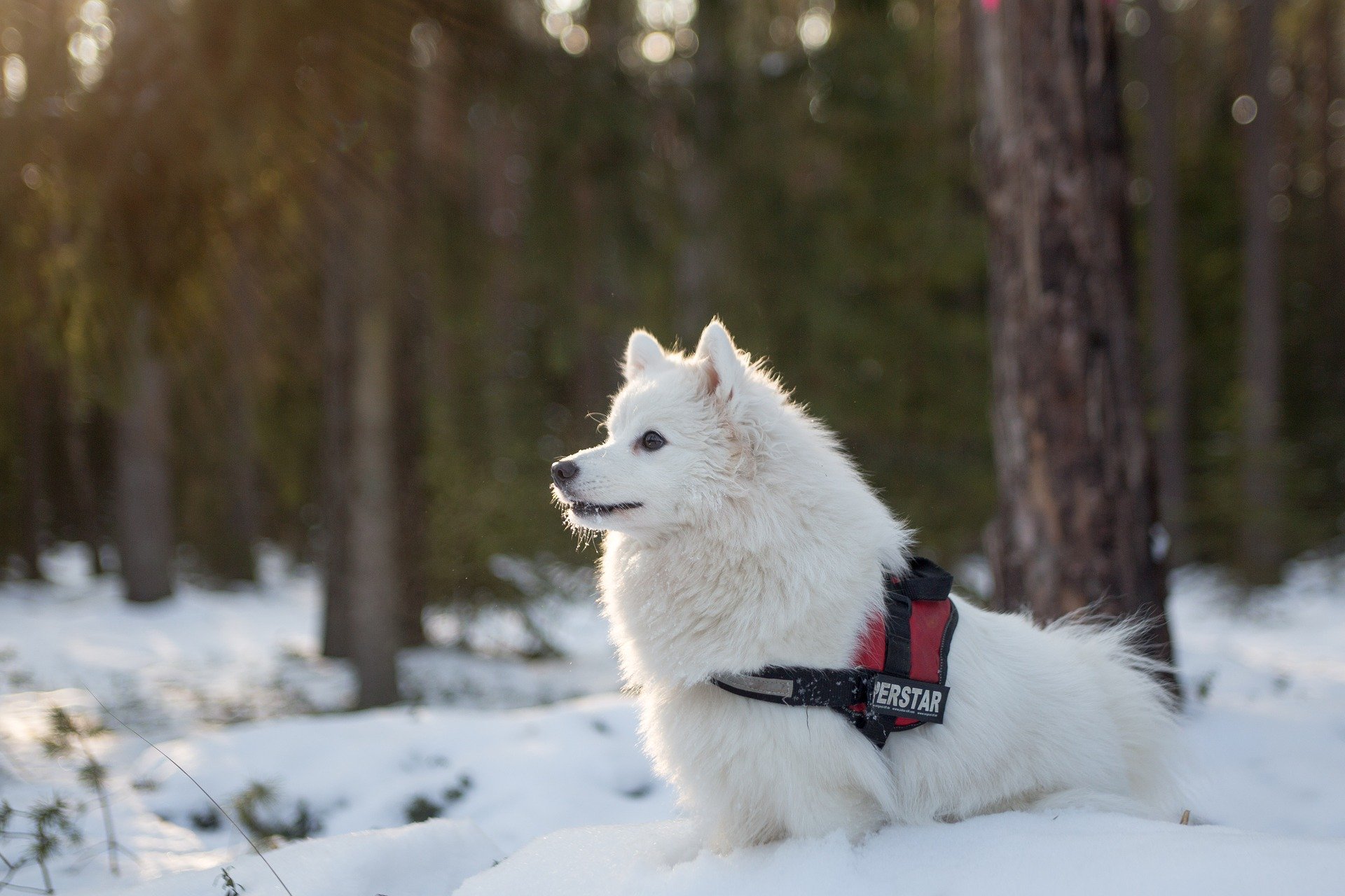 犬との楽しい雪遊び!おすすめの遊びと注意点