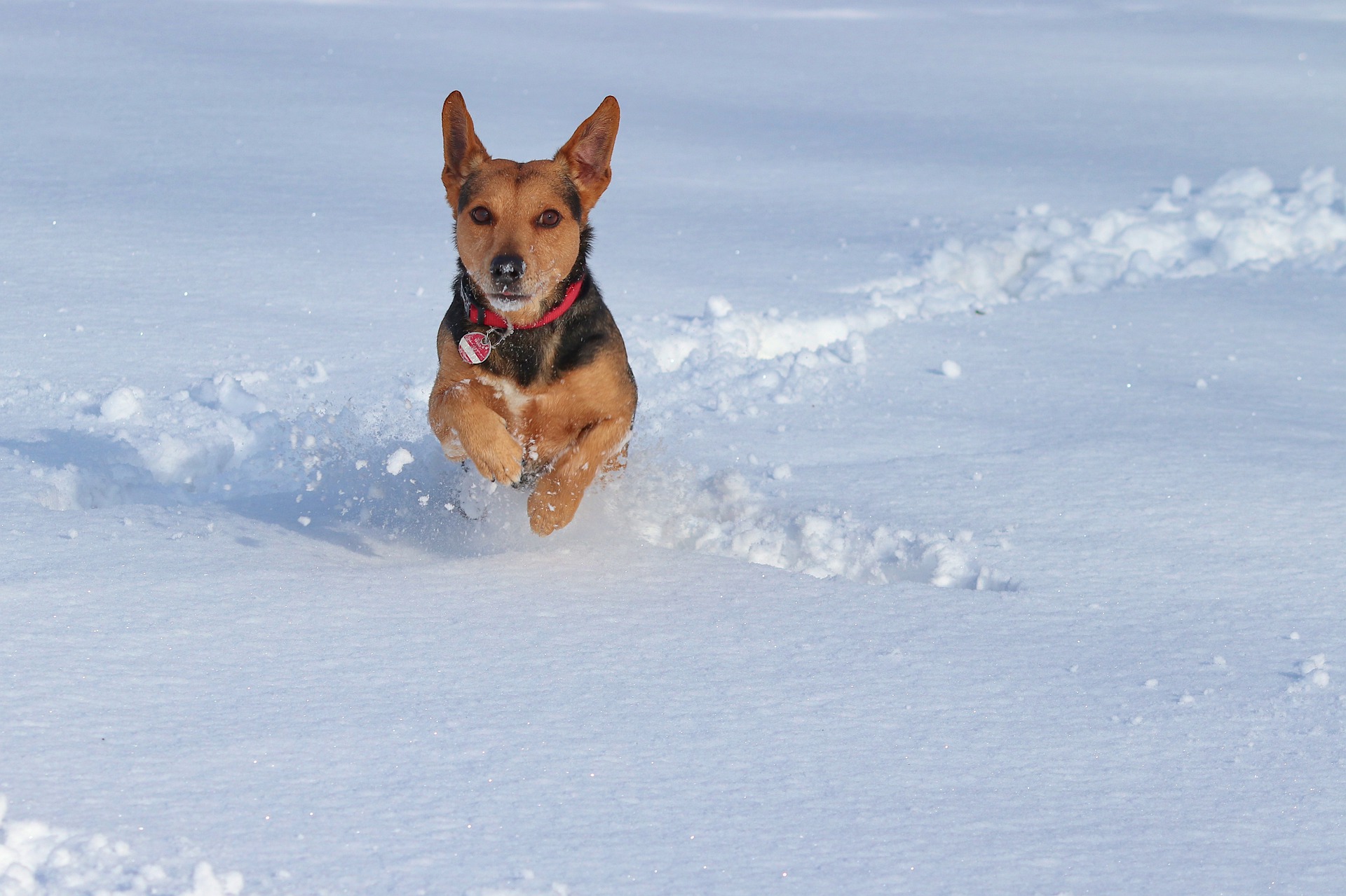 犬との楽しい雪遊び!おすすめの遊びと注意点