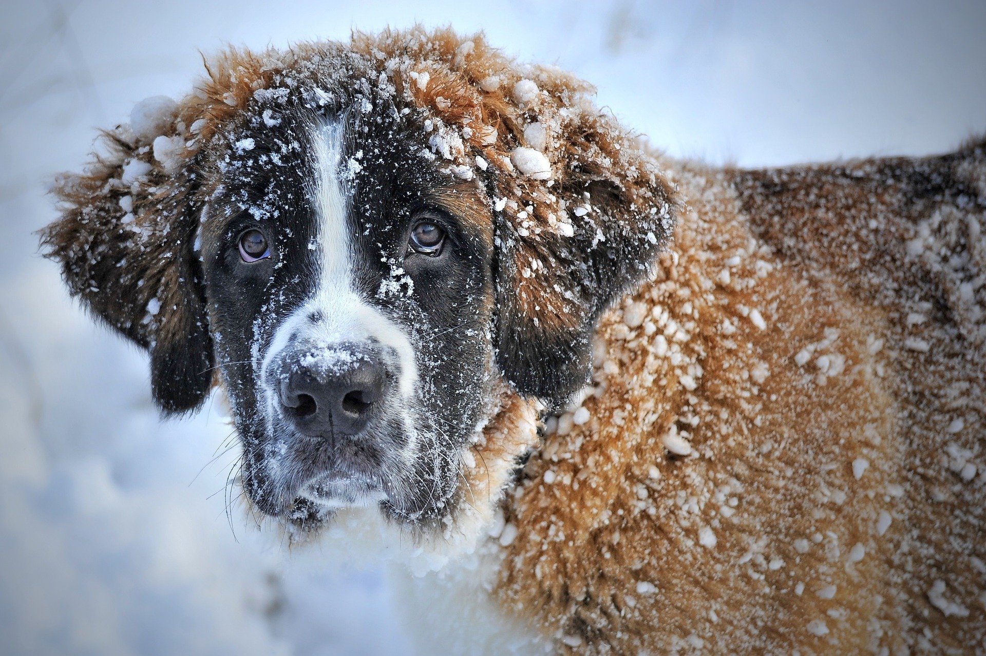 冬は要注意!乾燥が犬にもたらすダメージと対策法