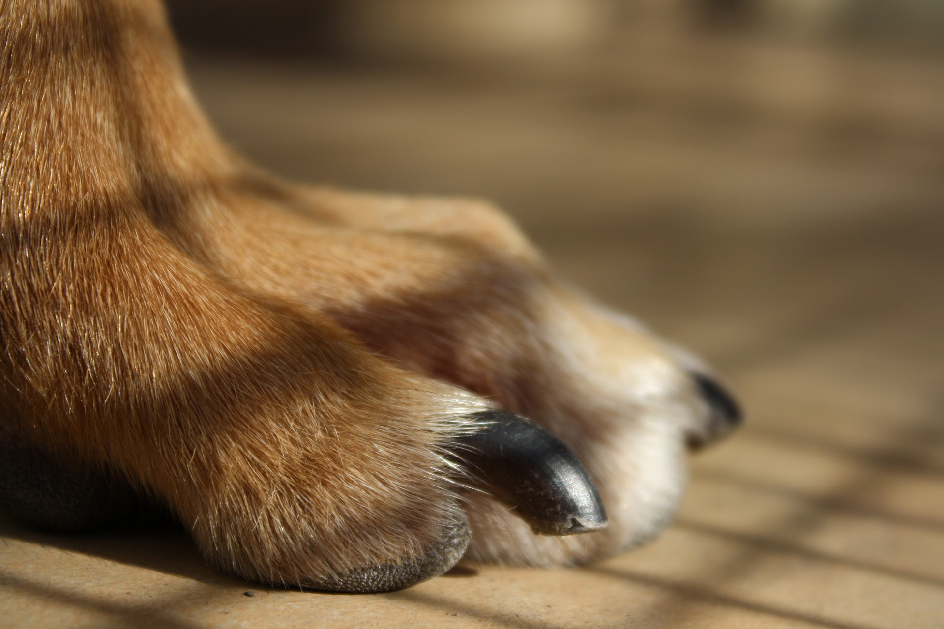 冬は要注意!乾燥が犬にもたらすダメージと対策法