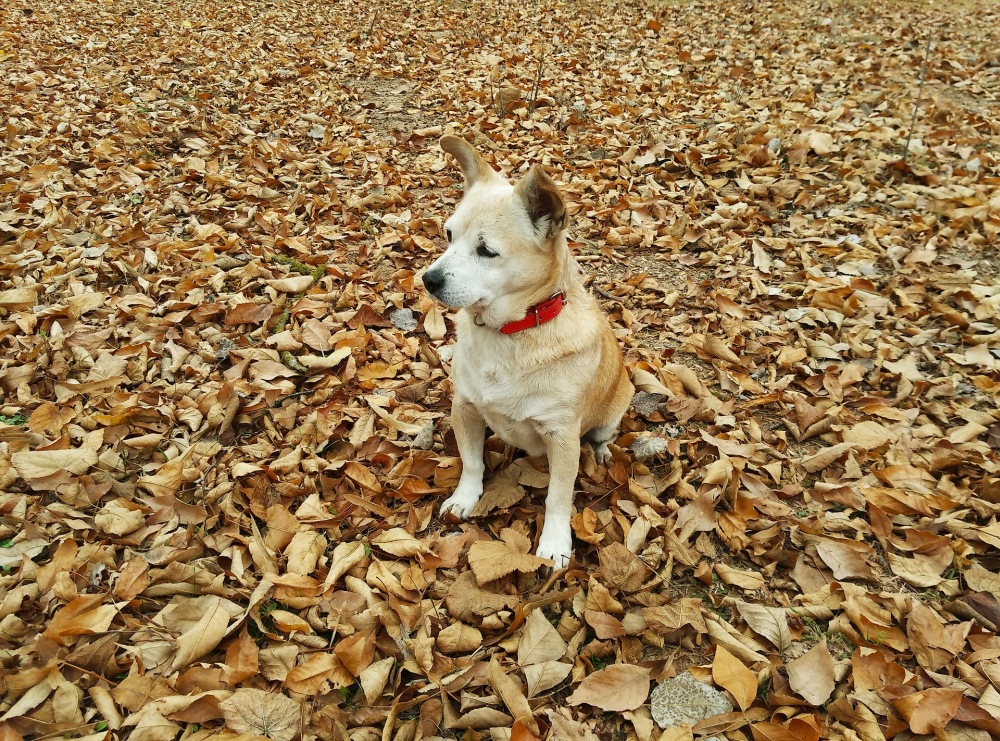 冬は要注意！乾燥が犬にもたらすダメージと対策法