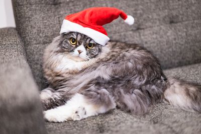 寒い時期に要注意!ねこちゃんの尿石症
