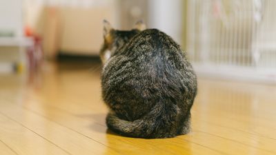 寒い時期に要注意!ねこちゃんの尿石症