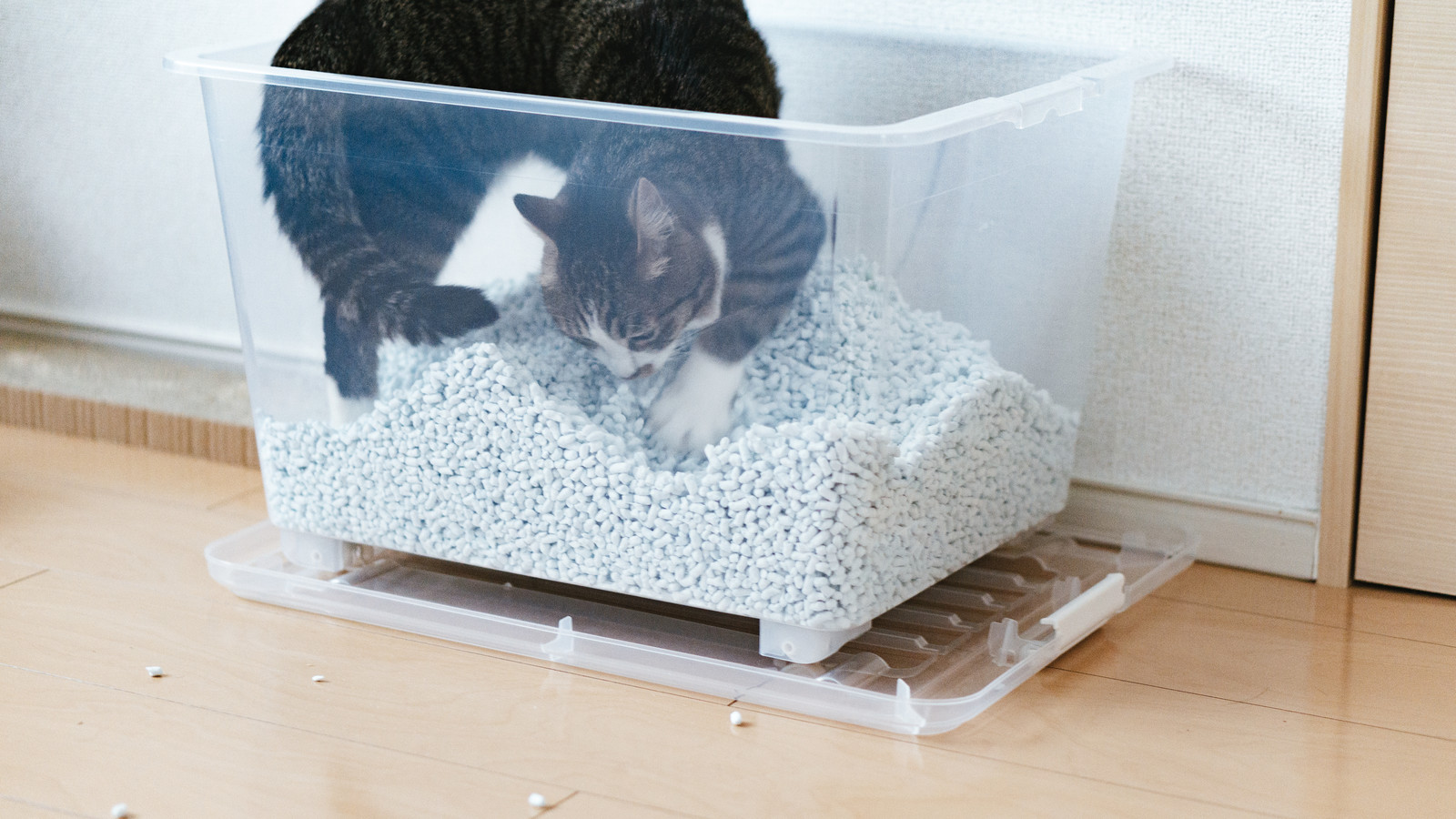 寒い時期に要注意!ねこちゃんの尿石症