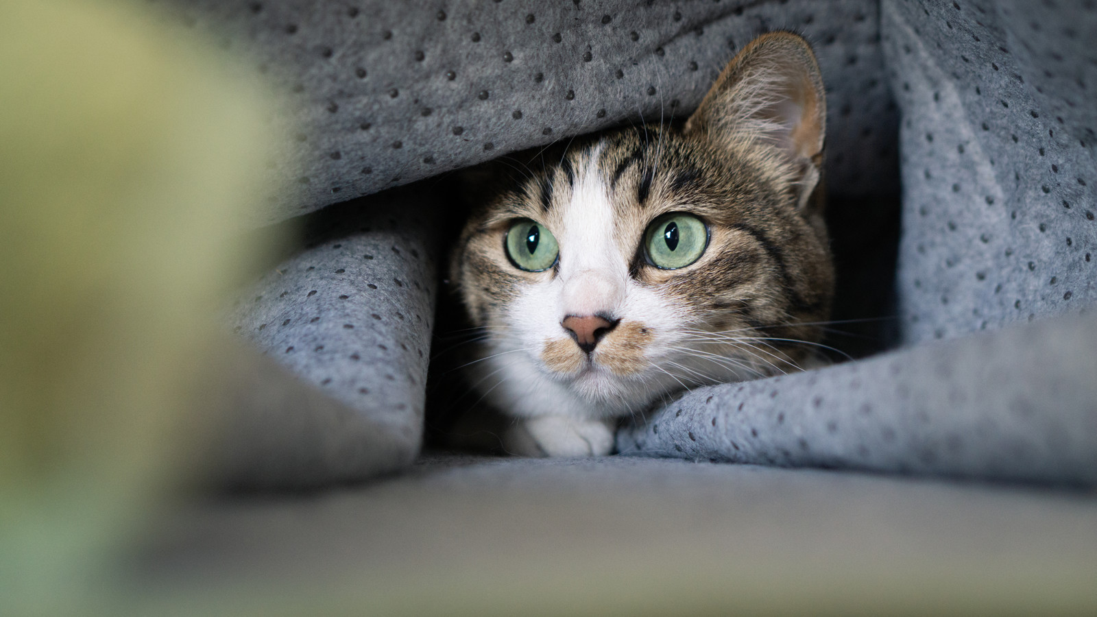 寒い時期に要注意!ねこちゃんの尿石症