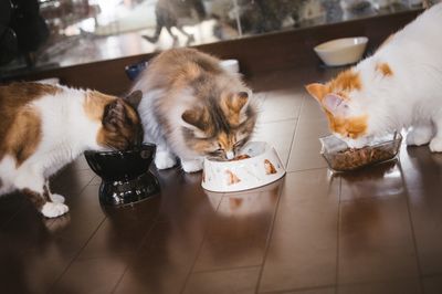 寒い時期に要注意!ねこちゃんの尿石症