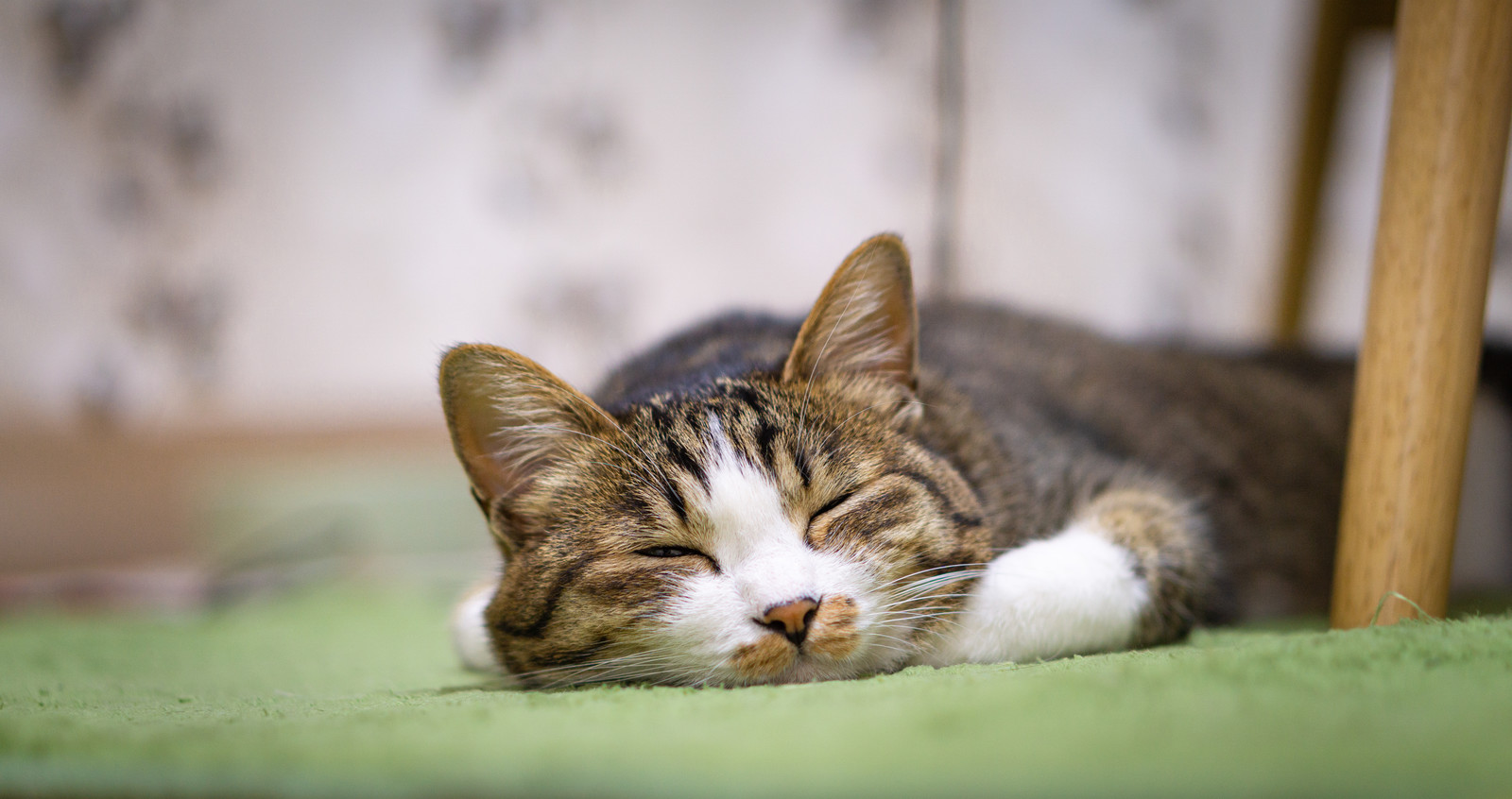 寒い時期に要注意!ねこちゃんの尿石症