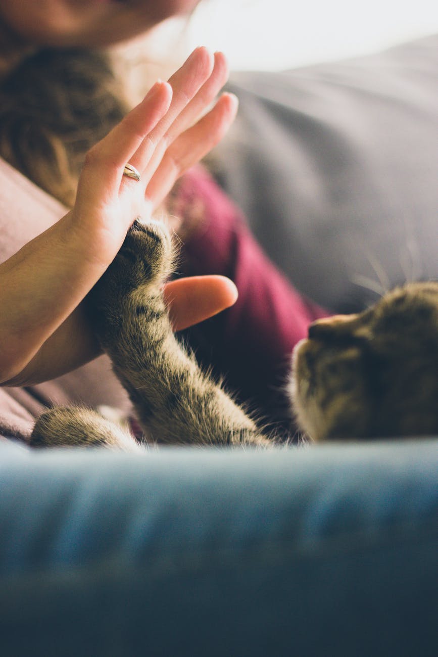 猫ちゃんの眼が開かない?!猫の結膜炎について知りたい