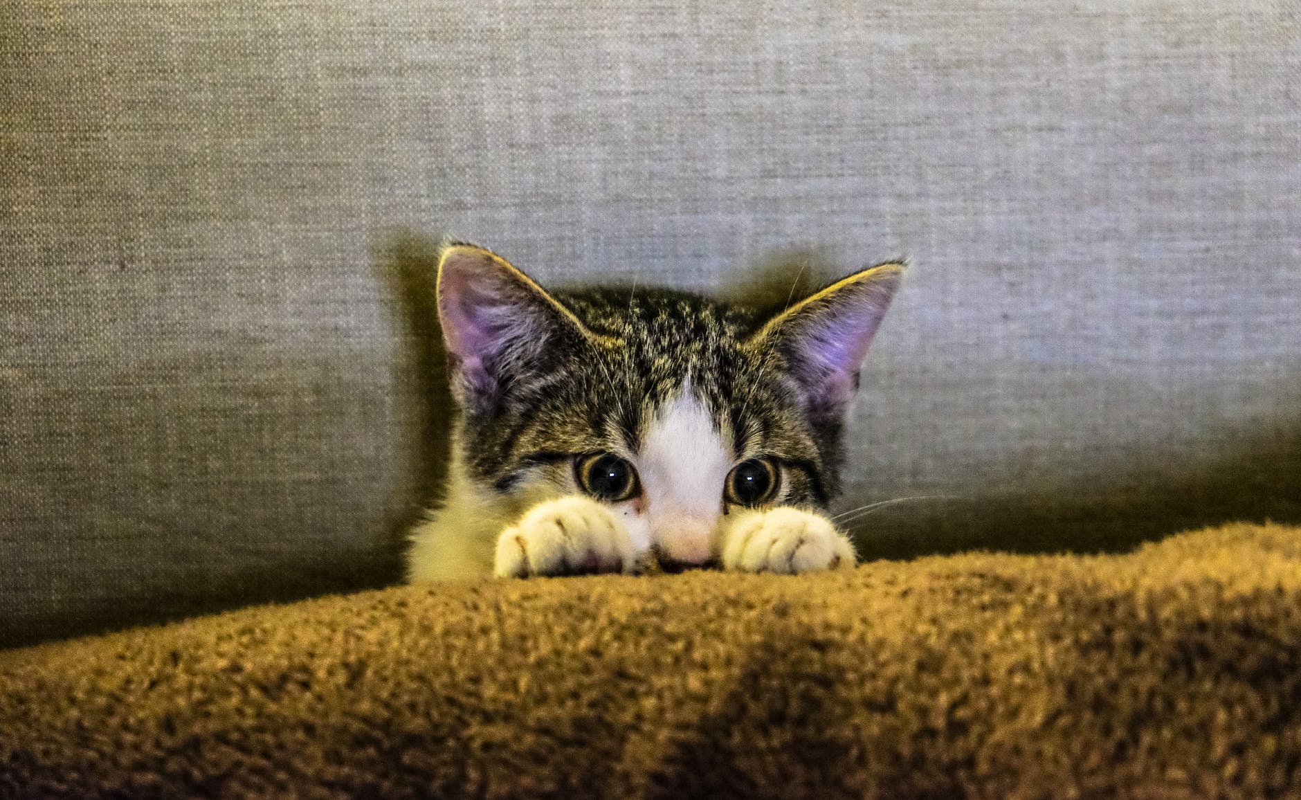 猫ちゃんの眼が開かない?!猫の結膜炎について知りたい