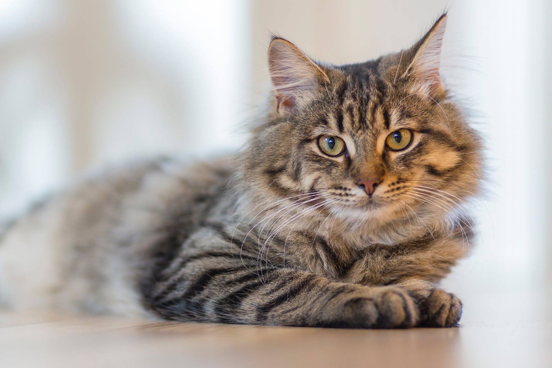 猫ちゃんの眼が開かない?!猫の結膜炎について知りたい