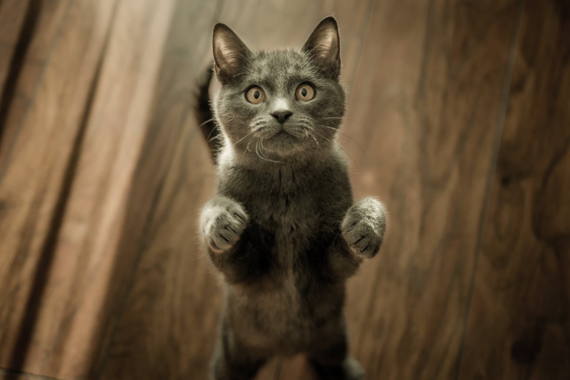 猫ちゃんの眼が開かない?!猫の結膜炎について知りたい