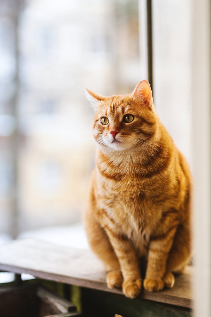 猫ちゃんの眼が開かない?!猫の結膜炎について知りたい