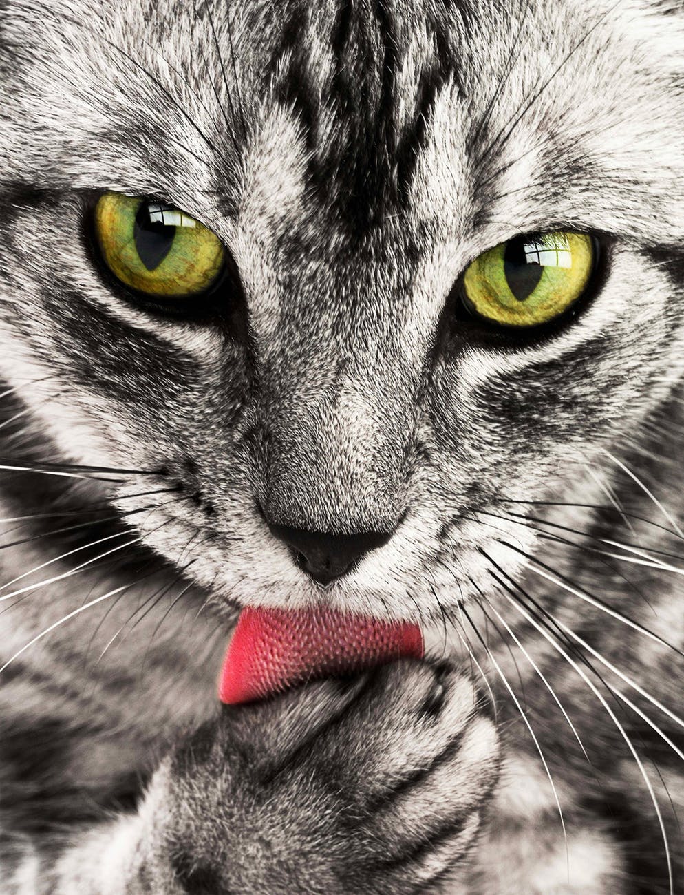 猫ちゃんの眼が開かない?!猫の結膜炎について知りたい
