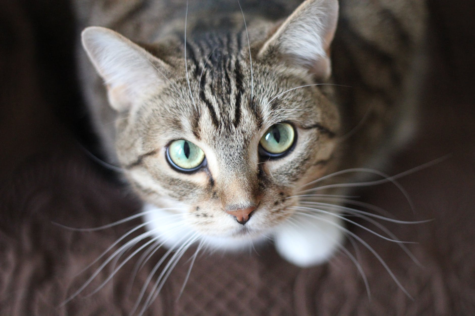 愛猫の眼が開かなくて元気がない?猫の緑内障について知りたい!