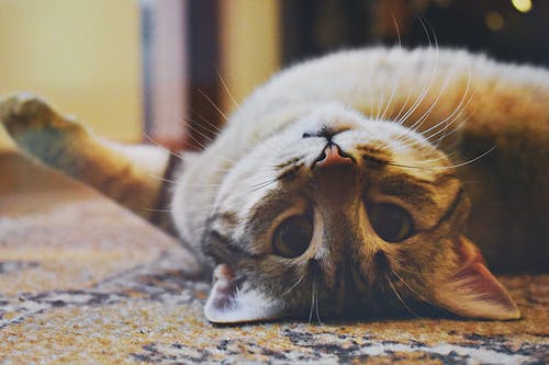 愛猫の眼が開かなくて元気がない?猫の緑内障について知りたい!